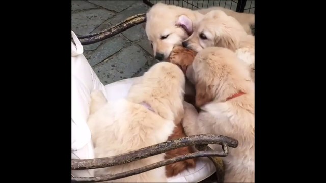 La vidéo de ce chat criblé de bisous par une meute de golden retriever fait des millions de vues