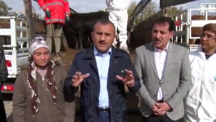 Tunceli’de Genç Çiftçilere 400 Düve Hibe Edildi