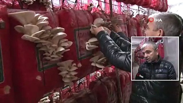 İstiridye Mantarı Üretimini İnternette Gördü! Şimdi Paraya Para Demiyor