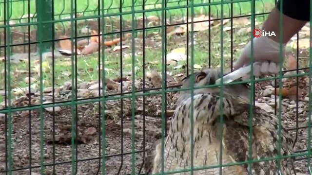 Yaralı Baykuşu Rektör Ameliyat Etti