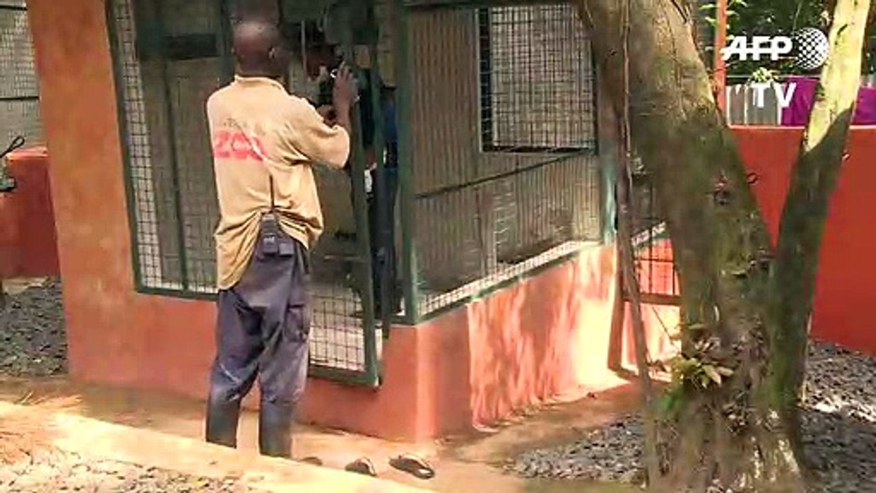 Sierra Leone: Schimpansen in Not