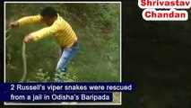 Indian Viral Video - 2 Russell’s viper snakes rescue - India Love Animals