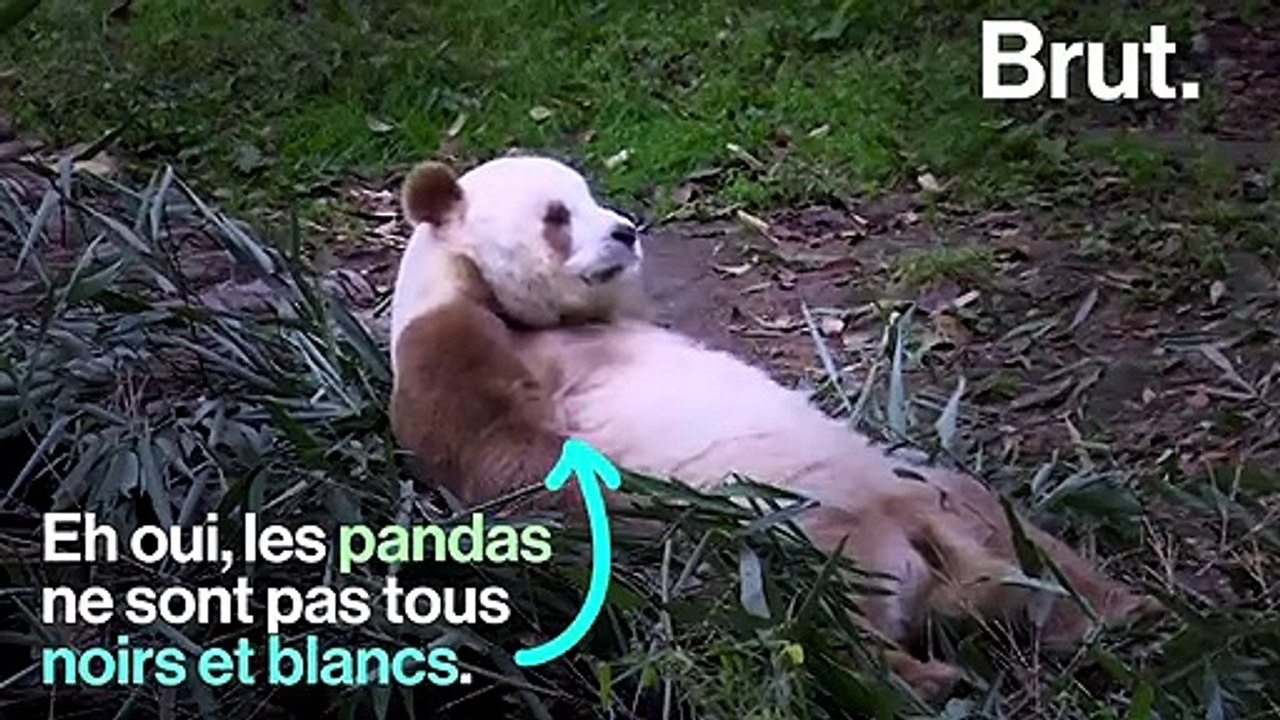 Les pandas toujours noirs et blancs ? Vraiment ?