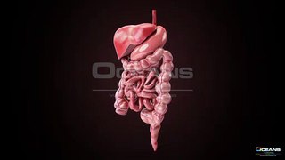 Animated Digestive System - Oceans Technologies