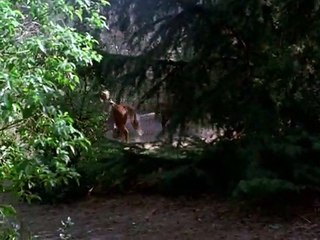 Im Auftag der Ehre  S01E13 - Vor dem Kriegsgericht