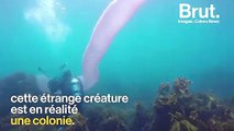 Une étrange créature découverte au large des côtes de Nouvelle-Zélande