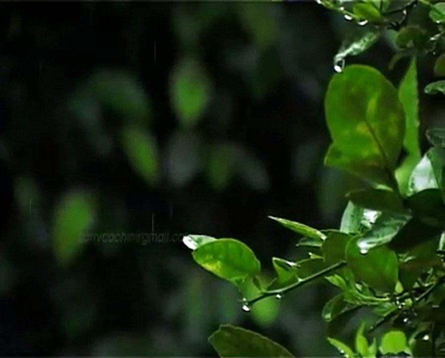 Best Rain Video Natural Videos Rain Video Clips