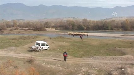 Çoban ile 250 Koyunu Kelkit Çayı'nda Mahsur Kaldı