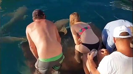 Elle tente de nourrir un requin et se fait mordre !