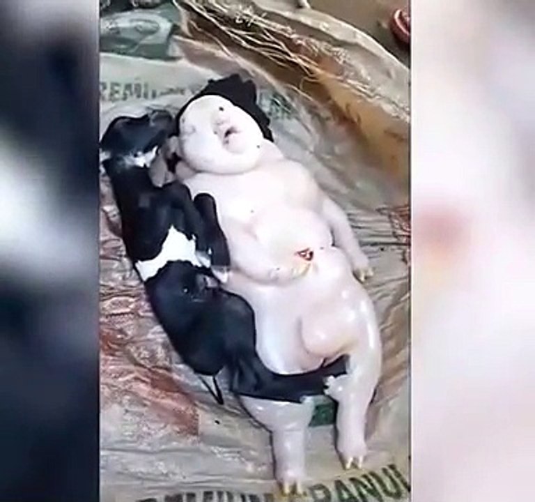 Une chèvre donne naissance à une étrange créature qui ressemble à un homme et à un cochon !