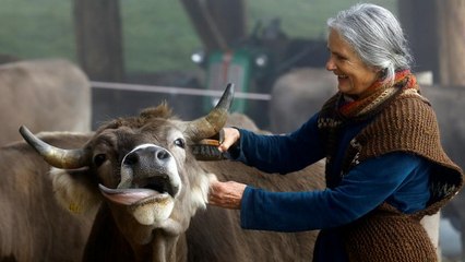 برگزاری همه‌پرسی در سوئیس در مورد بریدن شاخ بز و گاو