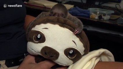 It's a sin to be this cute! US zoo showcases new baby sloth