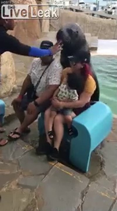 Cet éléphant de mer vient poser pour la photo avec des touristes !