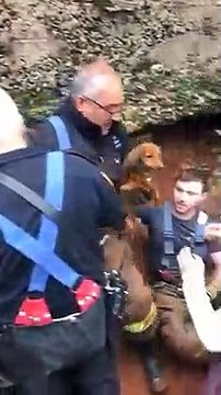 Des pompiers sauvent un chien qui était coincé dans un tuyau