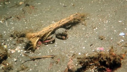 Ce crabe porte sa branche pour se camoufler...