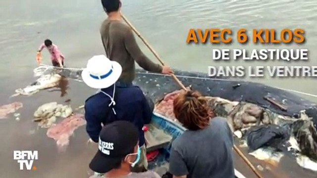En Indonésie, ce cachalot avait 6 kilos de plastique dans le ventre