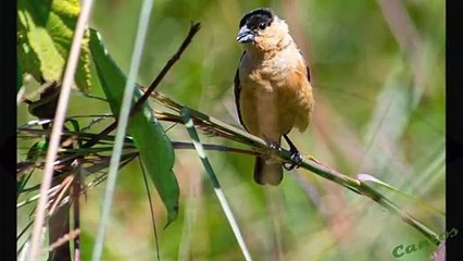 Canto del Semillero Capinegro