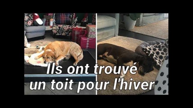 Pour éviter le froid, ces chiens abandonnés trouvent refuge dans un Ikea