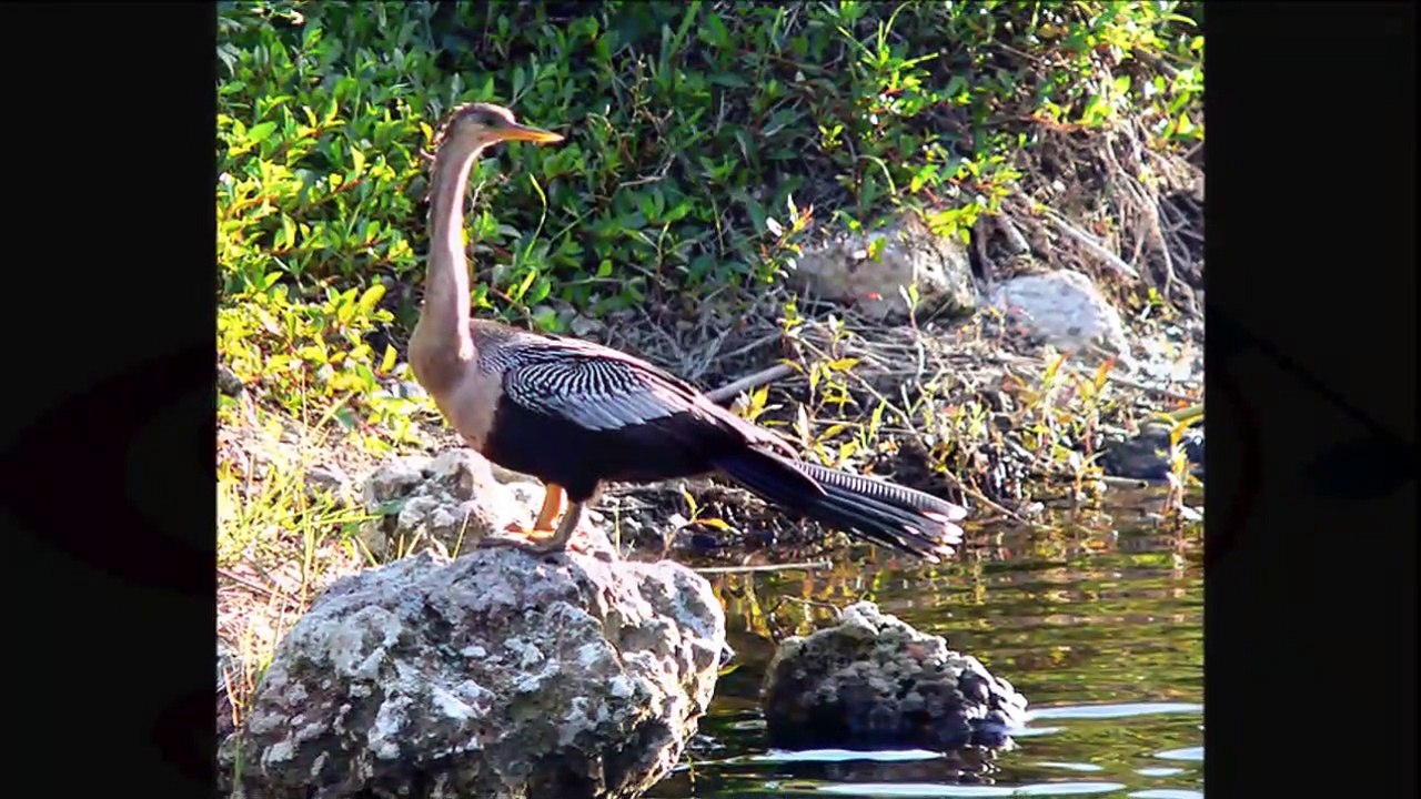 Canto del Pato Aguja Americano