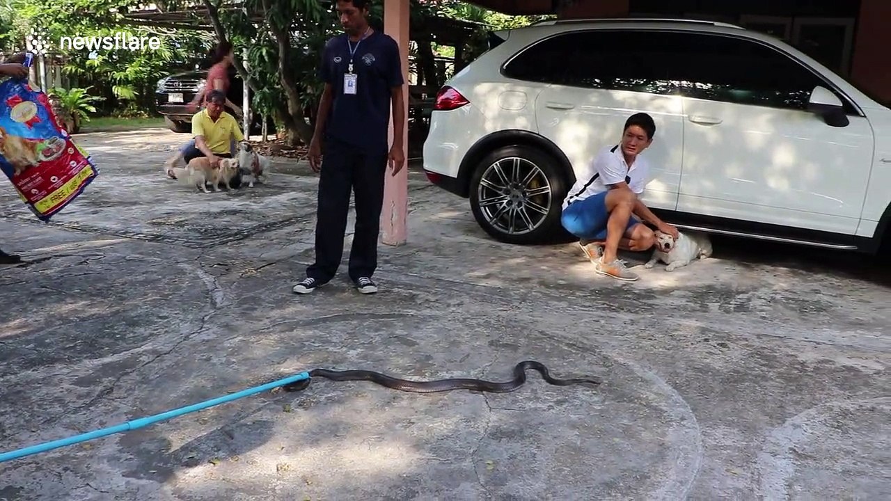Two pet dogs spark chaos after chasing king cobra in front yard