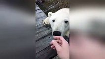 Station worker's close encounter with huge polar bear on Arctic island