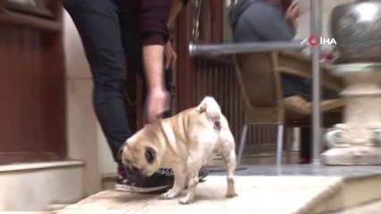 21 Gündür Kayıp Olan ve 3 Dilde Komutları Anlayabilen Pug Cinsi Köpek, Derisinin Altına...