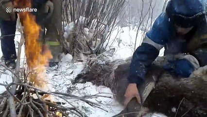 Heartwarming rescue of red deer from frozen Siberian river