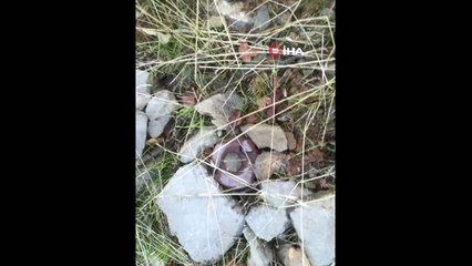 Hakkari'de Patlayıcı ve Mühimmat Ele Geçirildi