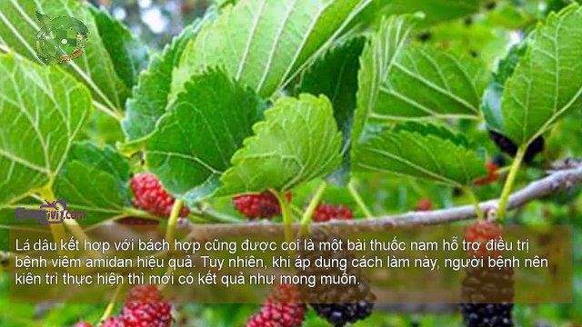 6. Evativi - Bài thuốc dân gian: Chữa viêm Amidan bằng các bài thuốc dân gian dễ làm phần 2