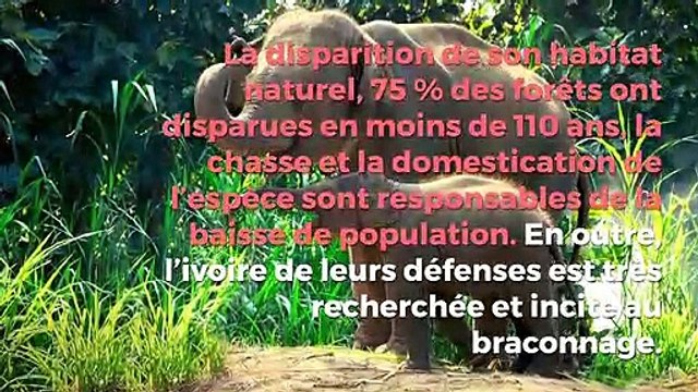 Les espèces en voie de disparition