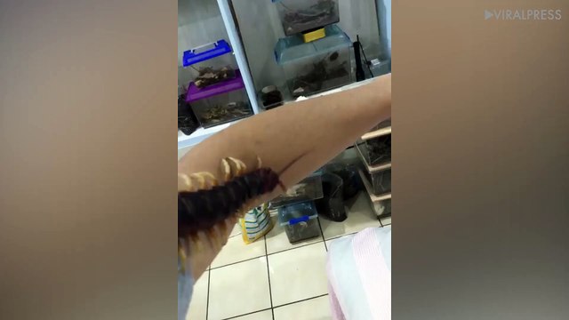 Giant Centipede Crawls On Owner's Arm