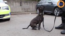 Cooper devient l'un des premiers Staffies de la police britannique !