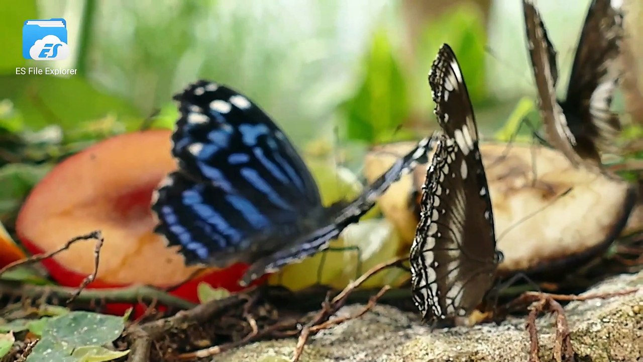 Macro lense macro video shooting 4k video  macro videography