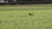 Esquive d'un lapin sur un Aigle : le saut impressionnant lui sauve la vie !