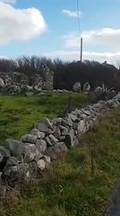 Mula com 'voz de ouro' canta para o homem que sempre lhe traz presentes