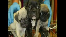 Italian police bust puppy trafficking ring