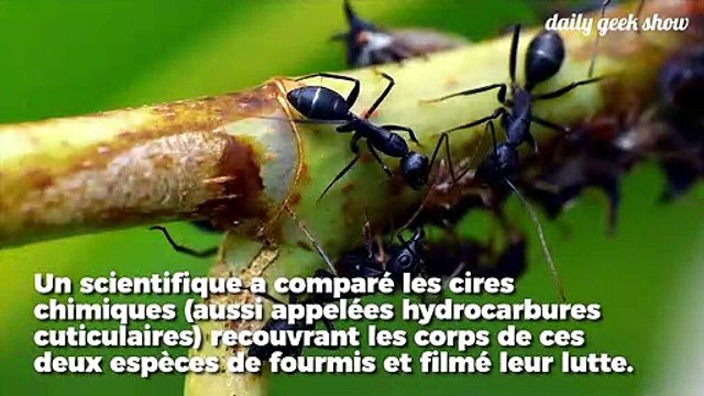 Ces fourmis terrifiantes décapitent leurs victimes afin de collectionner leurs têtes