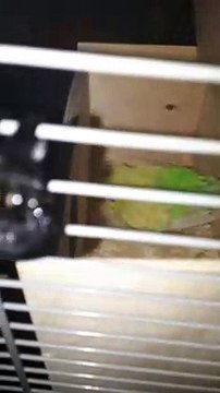 волнистый попугай самка седит на Яицах