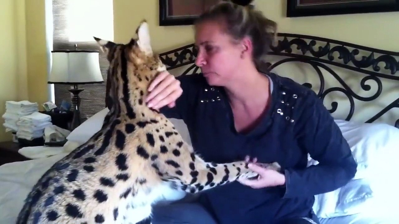 Son chat serval est juste magnifique et tellement calin