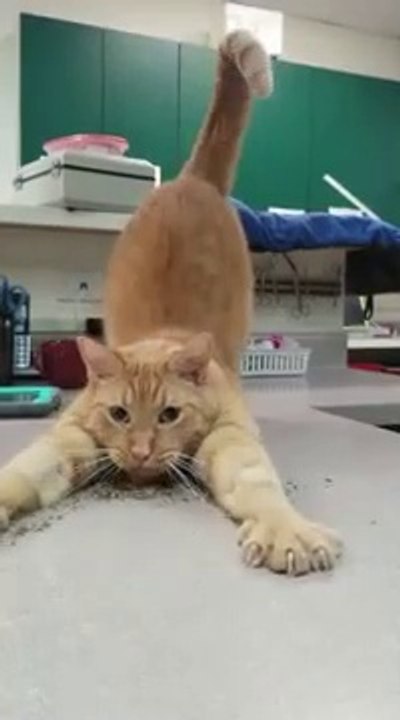 Ce chat aime beaucoup l'herbe à chat