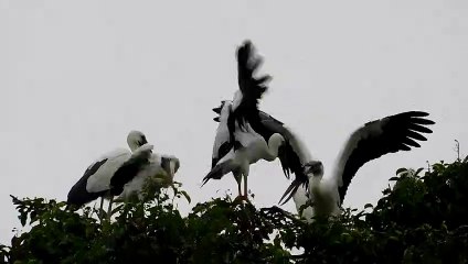 a group of big white bird are fighting
