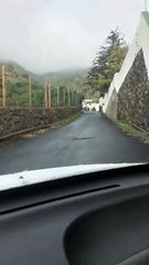 Avistan una serpiente pitón reptando por una carretera de La Palma
