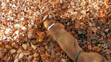 Patou embarking on her first ever Autumn Holiday
