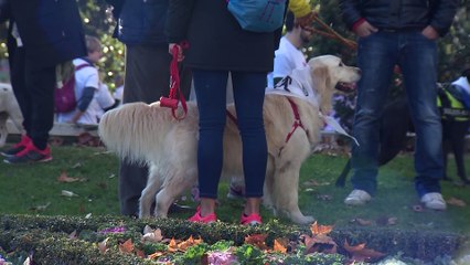 Descargar video: Nuria Roca y su perrita Pepita abanderan el reto del sobrepeso en mascotas