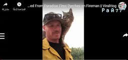 رجل الإطفاء ينقذ قط بحريق كاليفورنيا