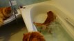 Epic Cats Hate Falling in Water | Cats Falling In Water By Accident 'Funny Video'