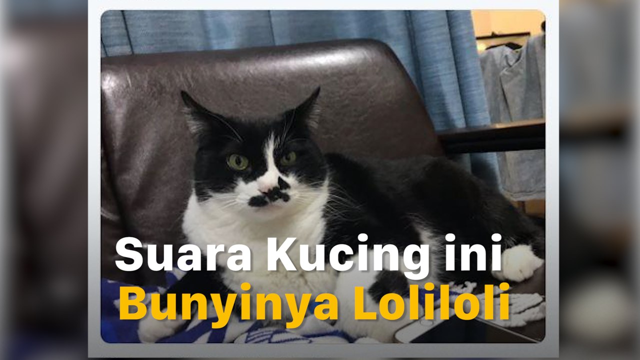 Aneh! Suara Kucing Ini Tidak Mengeong