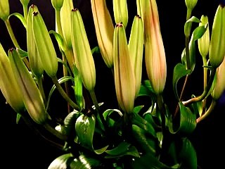Time lapse lilies