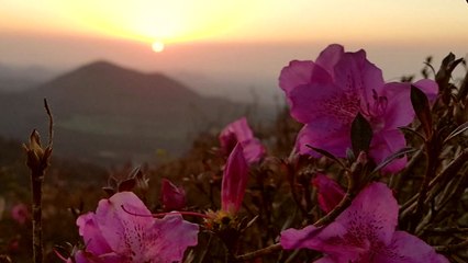 [영상] 첫눈 온다는데...성격 급한 봄꽃 / YTN