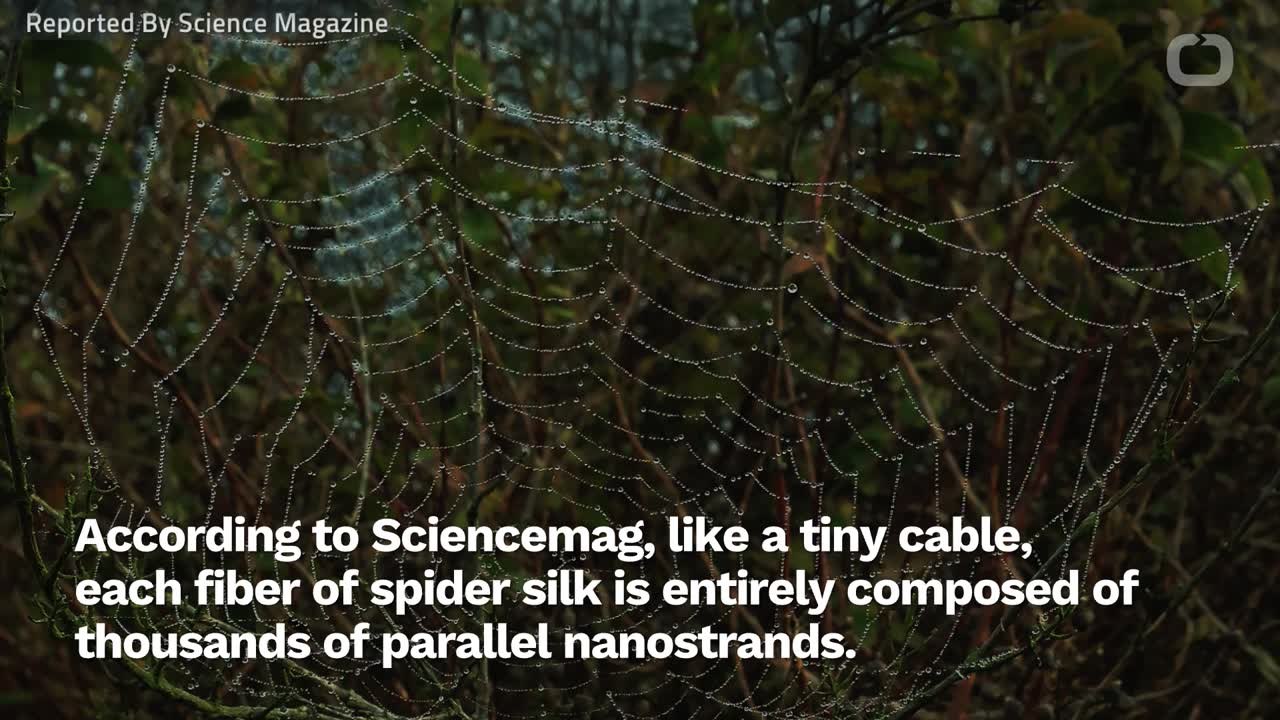 Why Is Spider Silk So Much Stronger Than Steel? video Dailymotion